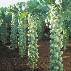 Golden Hills Farm High Yield Brussels Sprouts Long Island Exotic Kitchen Garden Packet