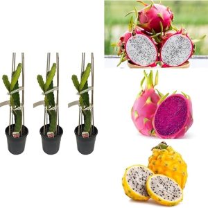 Dragon Fruit Plant Live Plant Hybrid Pack of 3 Verified Quality dragon fruit plant hybrid combo Pack of 3 in Nursery Bag
