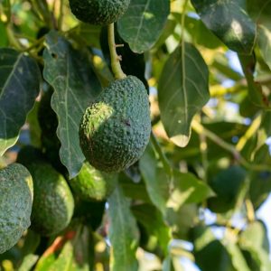 Avocado Frout Plant (Plant height 1.5-2.5 Feet) Butter Fruit - Plant Hybrid Hass Avocado Pear Butter Fruit Rare Variety Tree