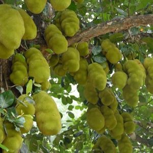 Rare Exotic  Jackfruit Fruit 1 Healthy Grafted Live Plant